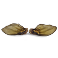 Oreille de boeuf