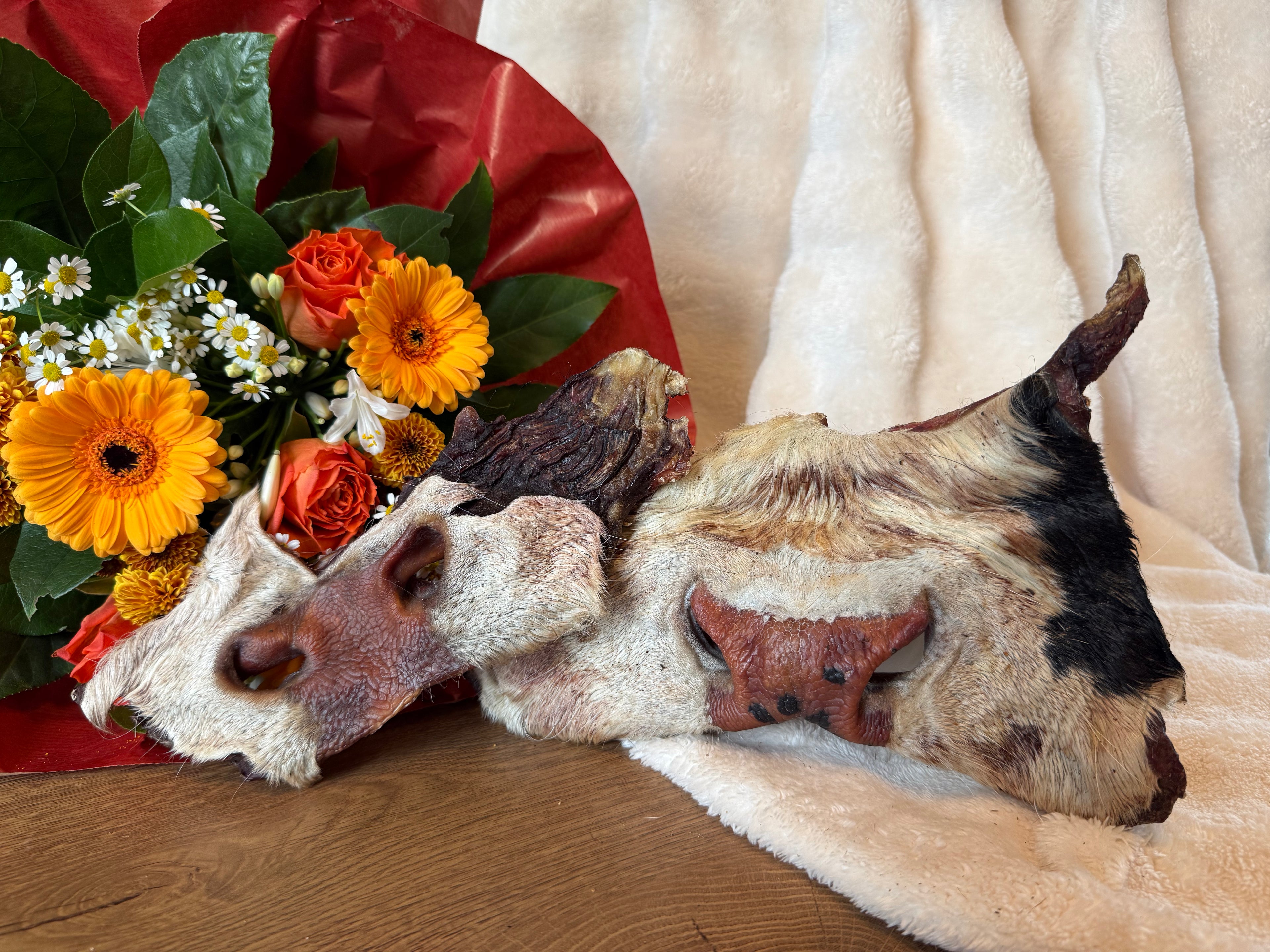 Museau de bœuf avec poils