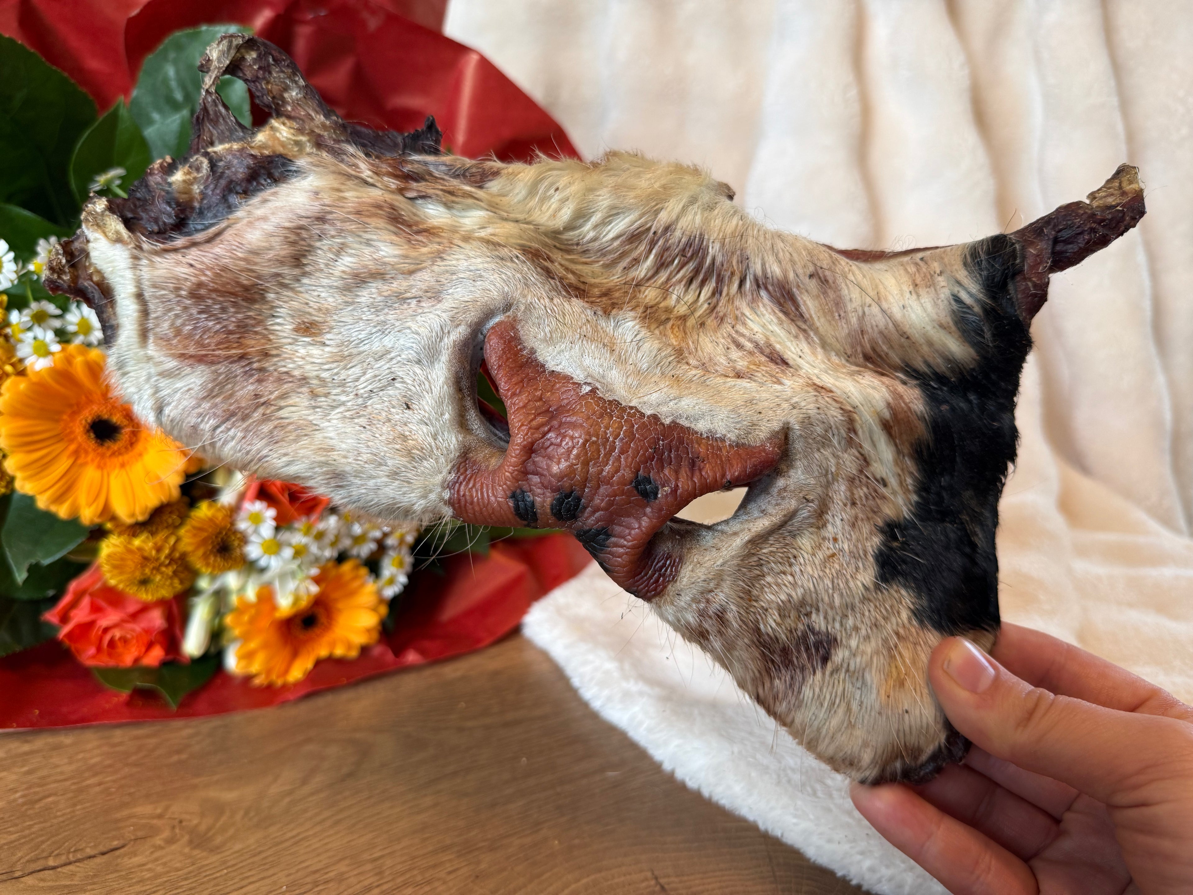 Museau de bœuf avec poils