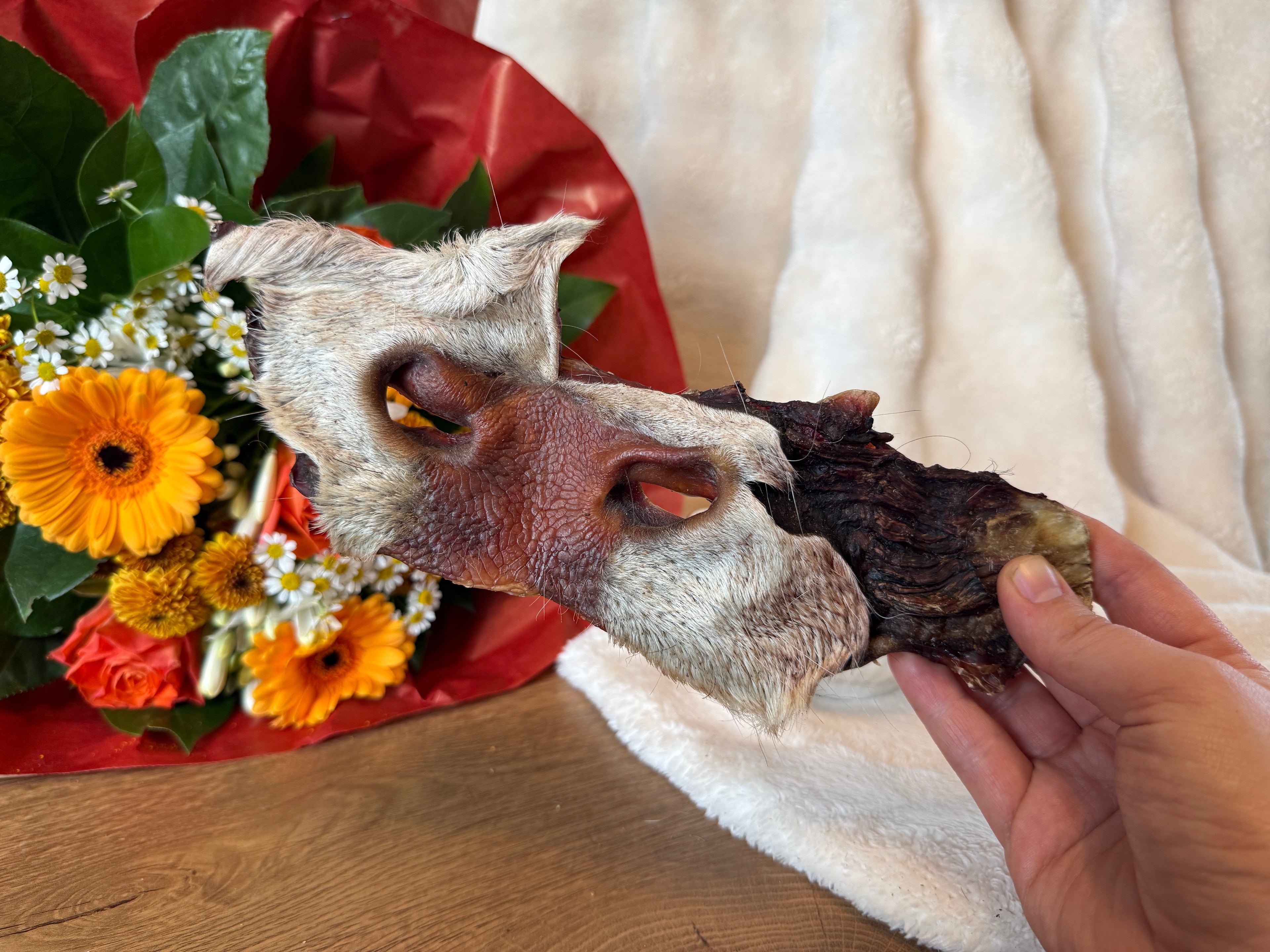 Museau de bœuf avec poils